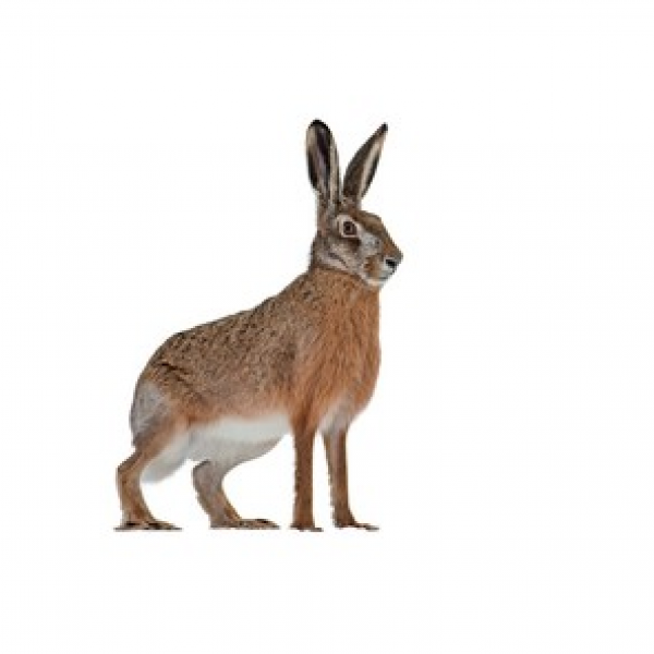 Recensements lièvres