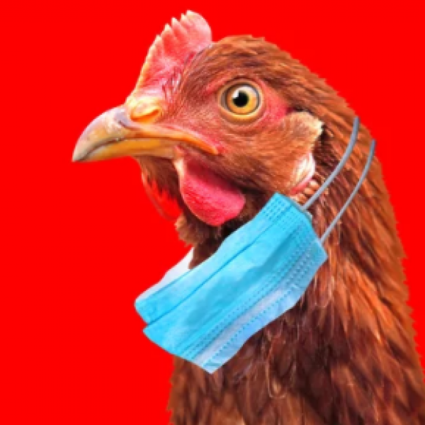 Influenza aviaire IAHP